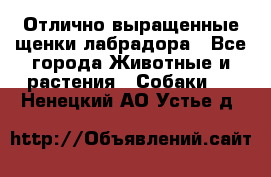 Отлично выращенные щенки лабрадора - Все города Животные и растения » Собаки   . Ненецкий АО,Устье д.
